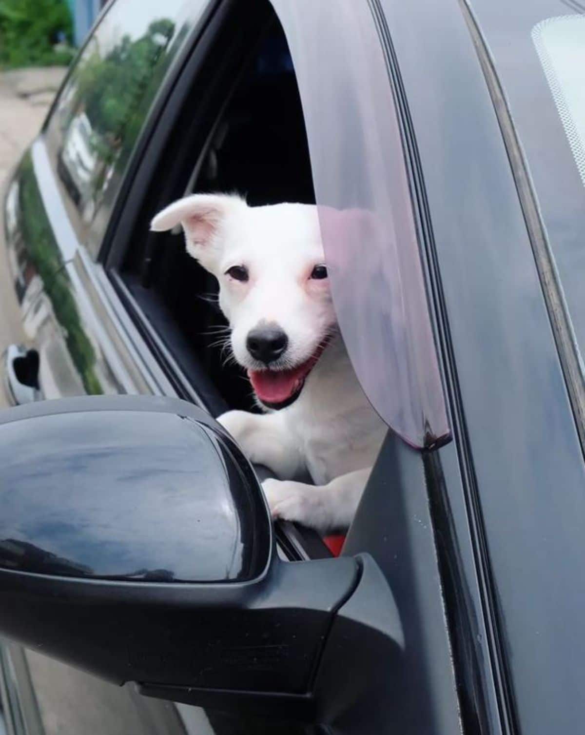 white dog peeking out of a black car