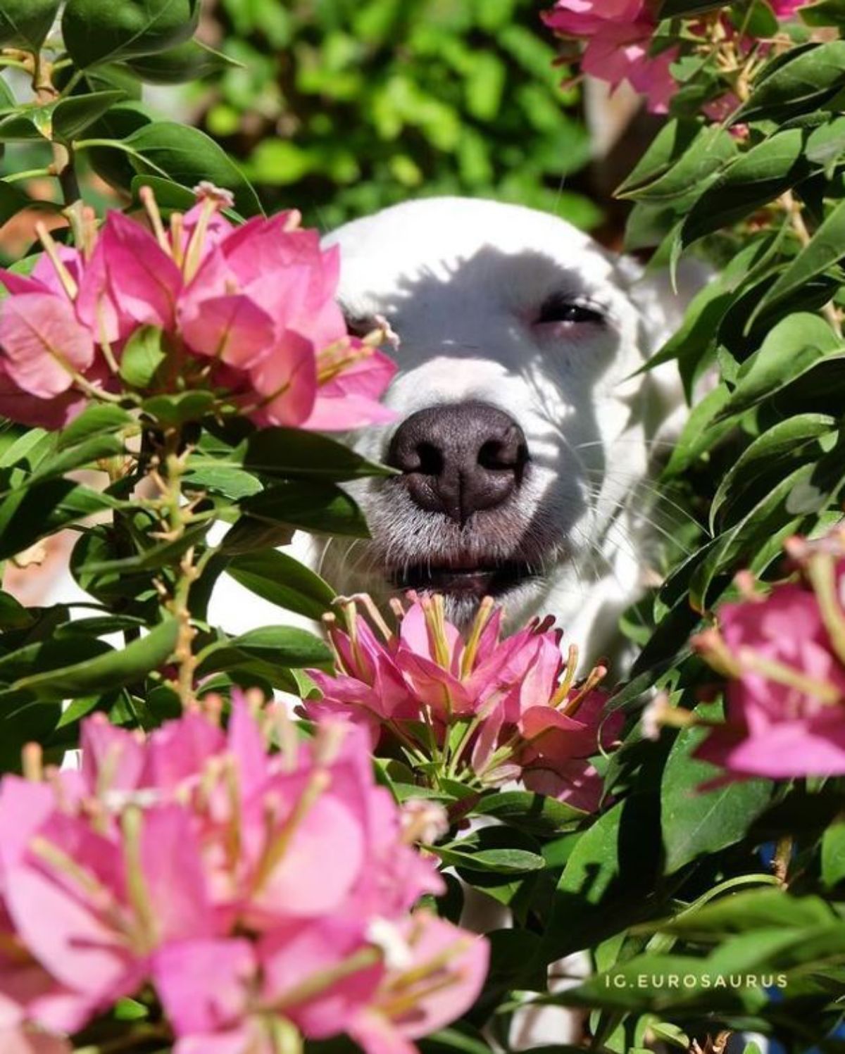 white dog peeking through a plant with pink flowers