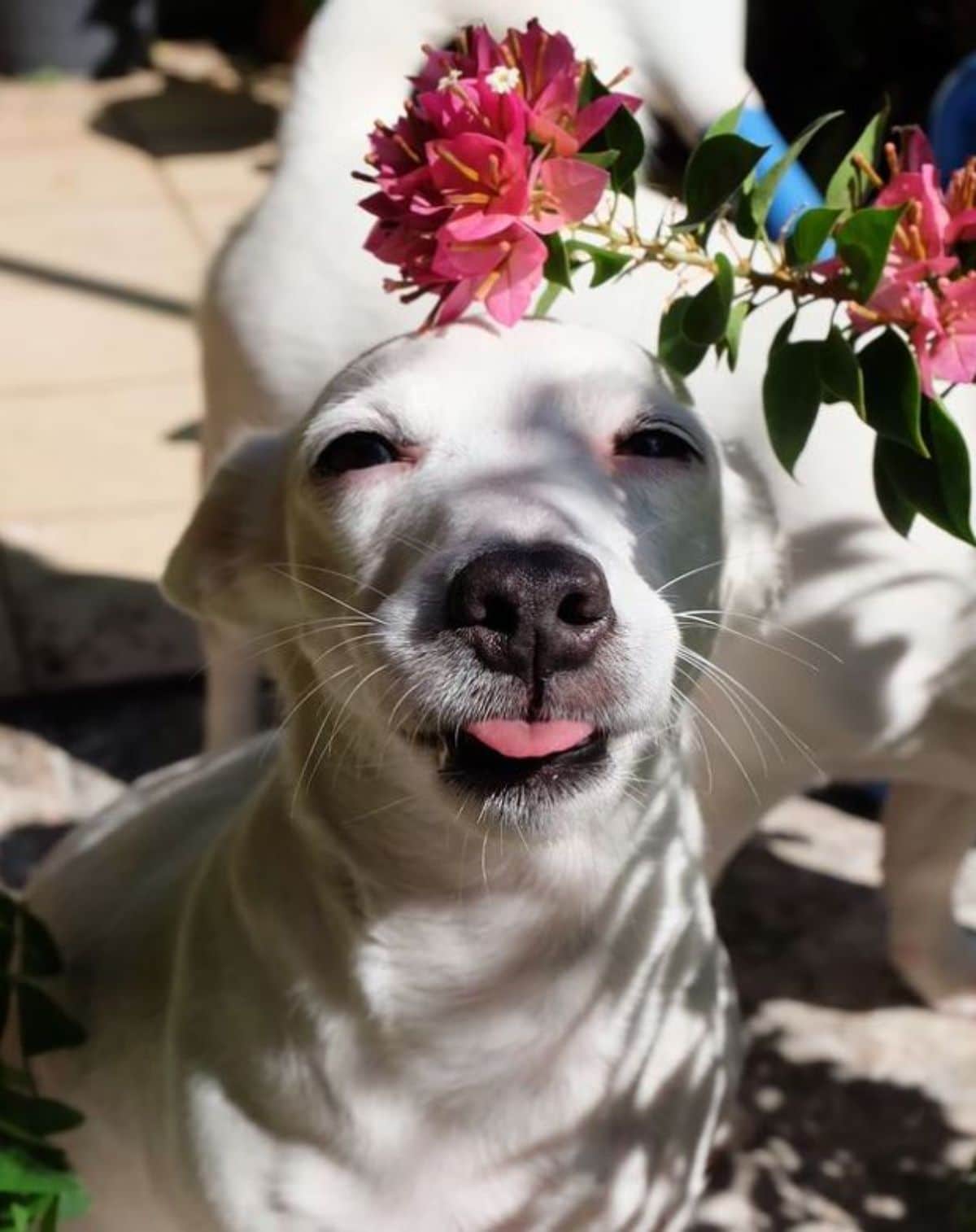 white dog posing under a pink flower branch
