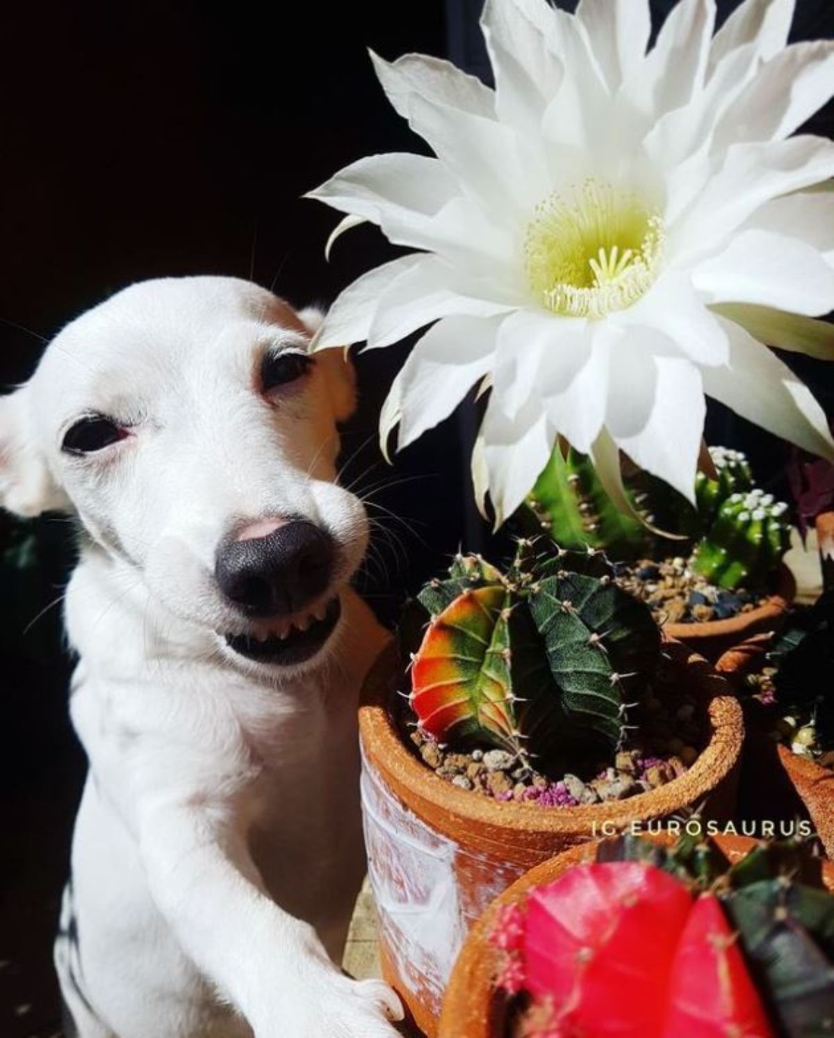 white dog posing with a white flower in a plant and some cacti plants