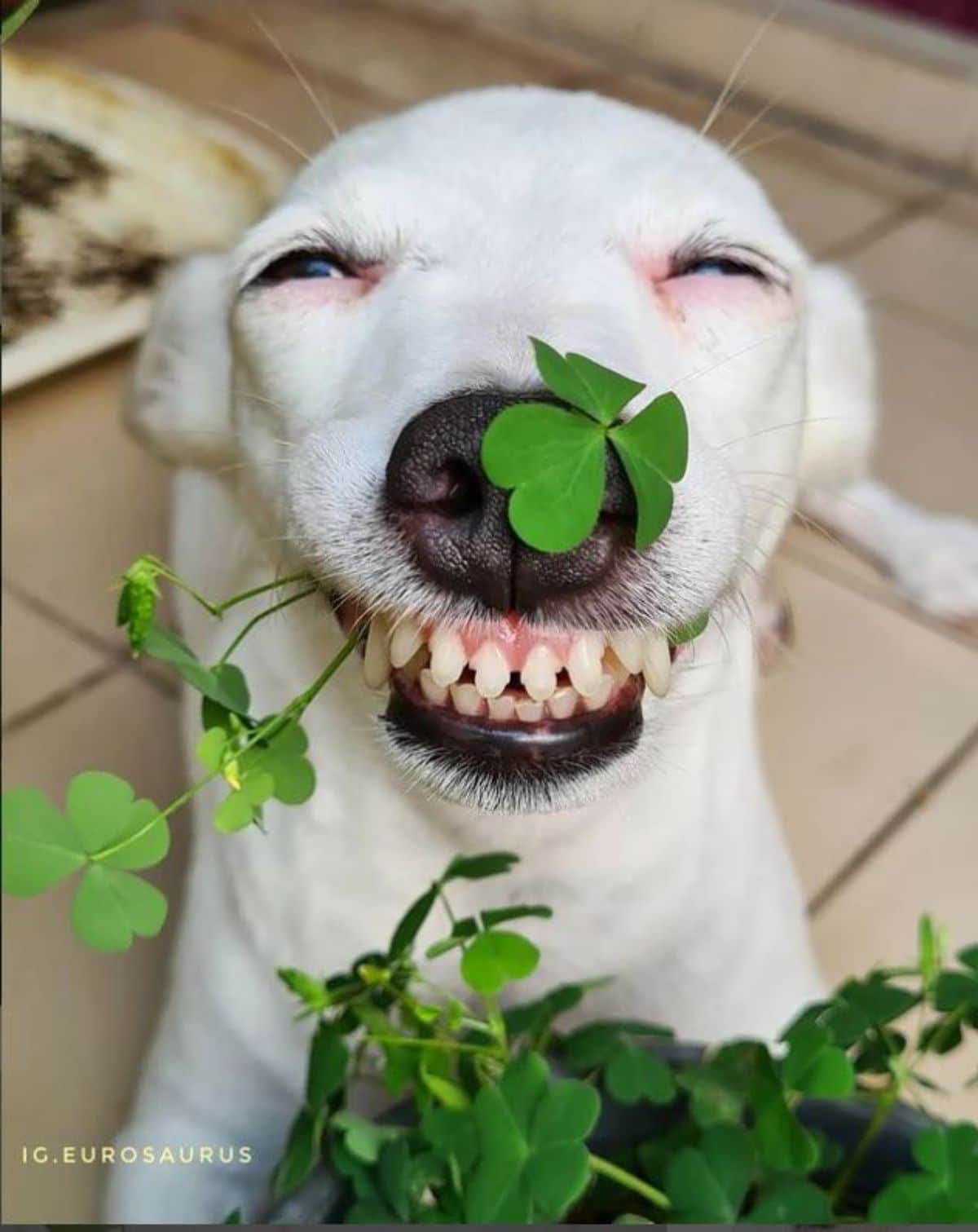 white dog posing with some clovers with one on the nose