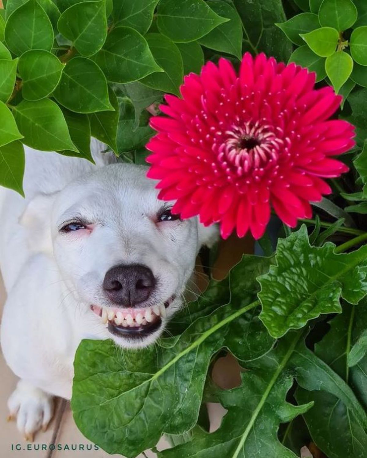 white dog posting next to a large red flower on a plant