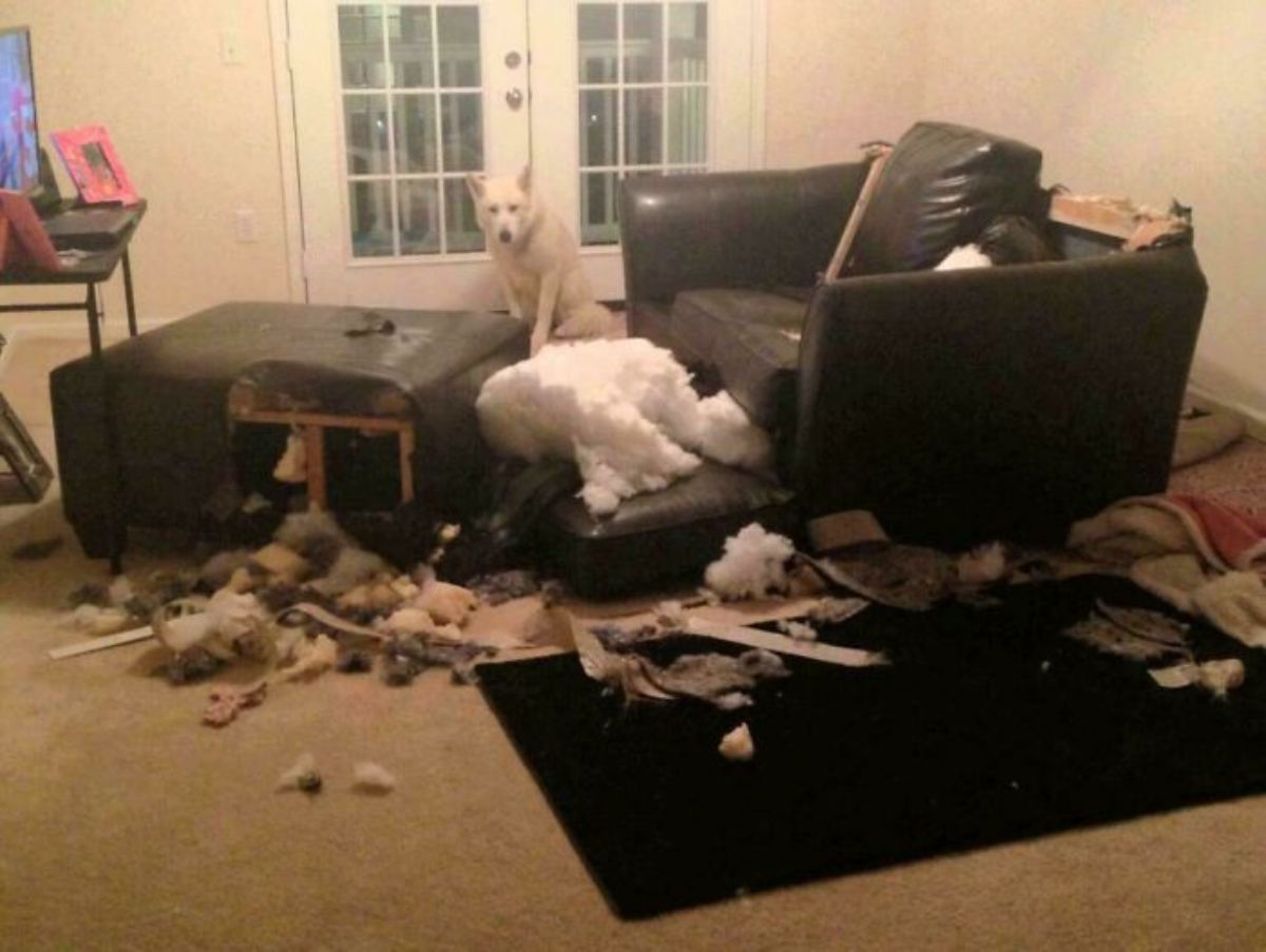 white dog sitting near a ripped up set of black sofa and cushions