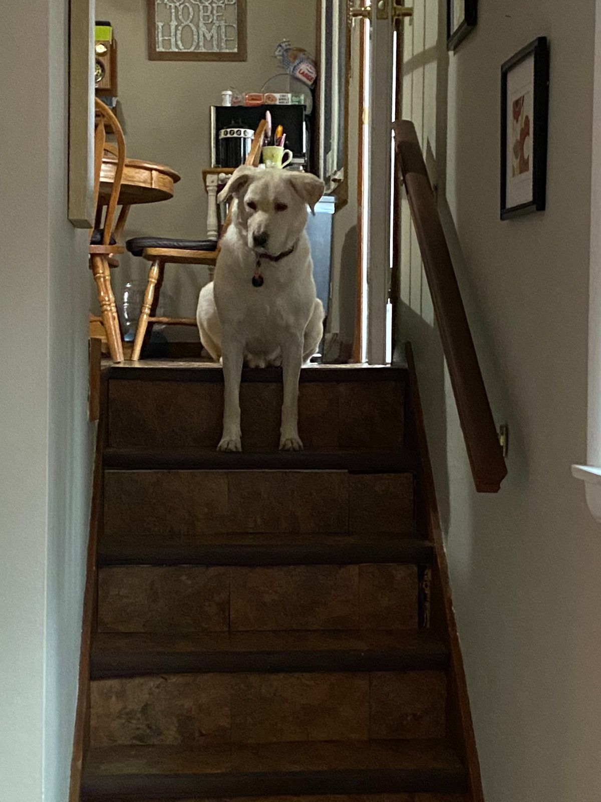 white dog sitting on a landing with the front legs on the next stair
