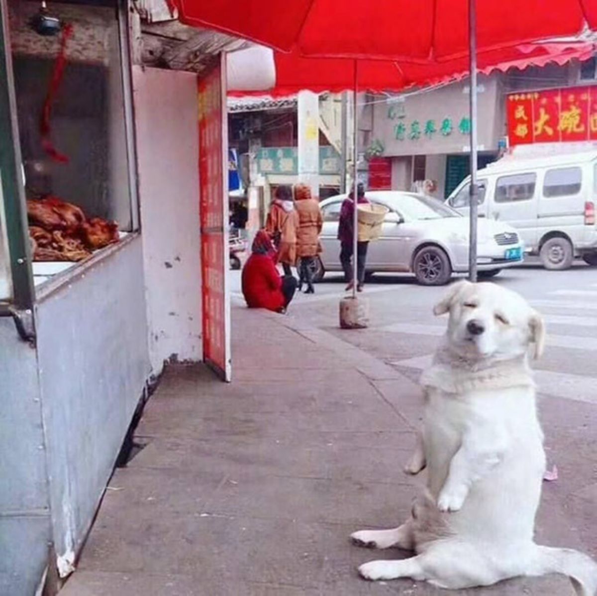 white dog sitting on its haunches in front of a meat shop
