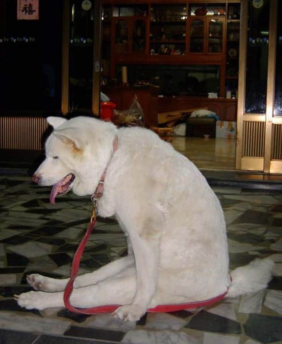 white dog sitting on its haunches on a black and white carpet