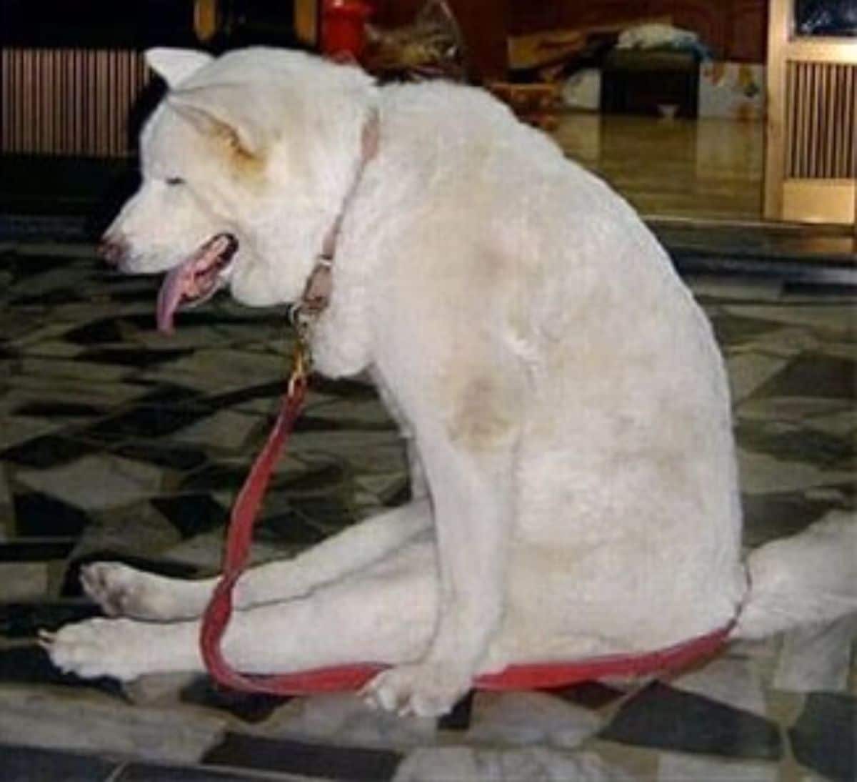 white dog sitting on its haunches on a black and white floor