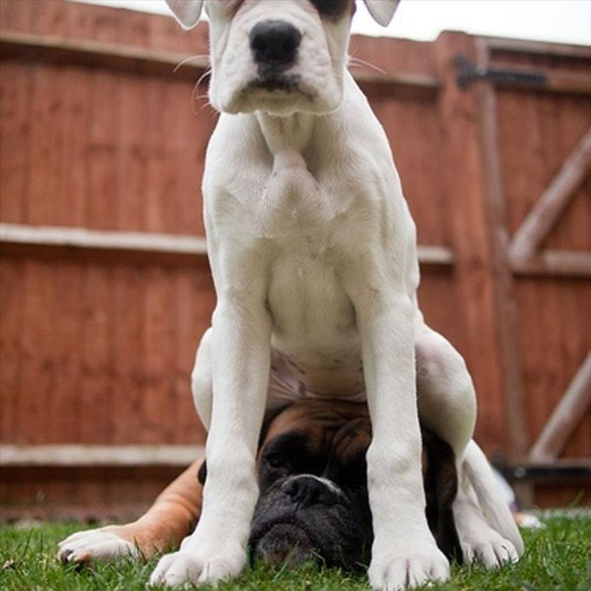 white dog sitting on the head of a brown and white boxer laying on grass