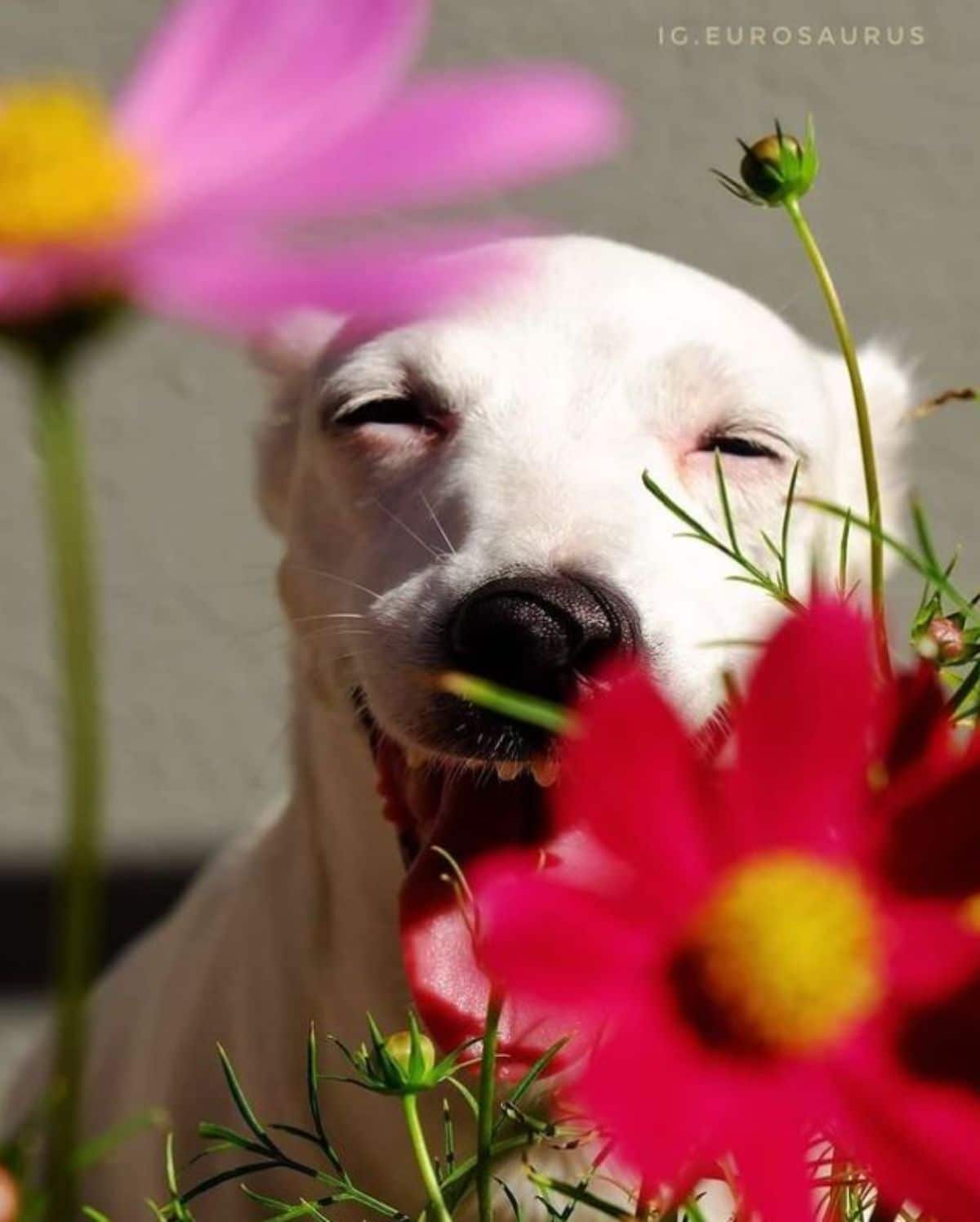 white dog smiling with a pink flower and a red flower in front of it