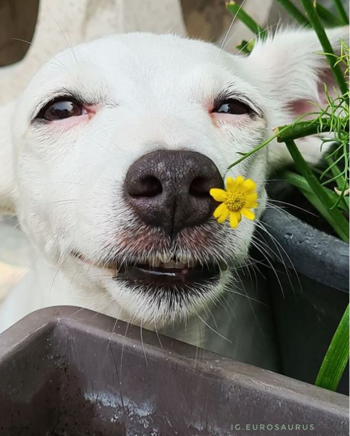 white dog sniffing a small yellow flower on a plant
