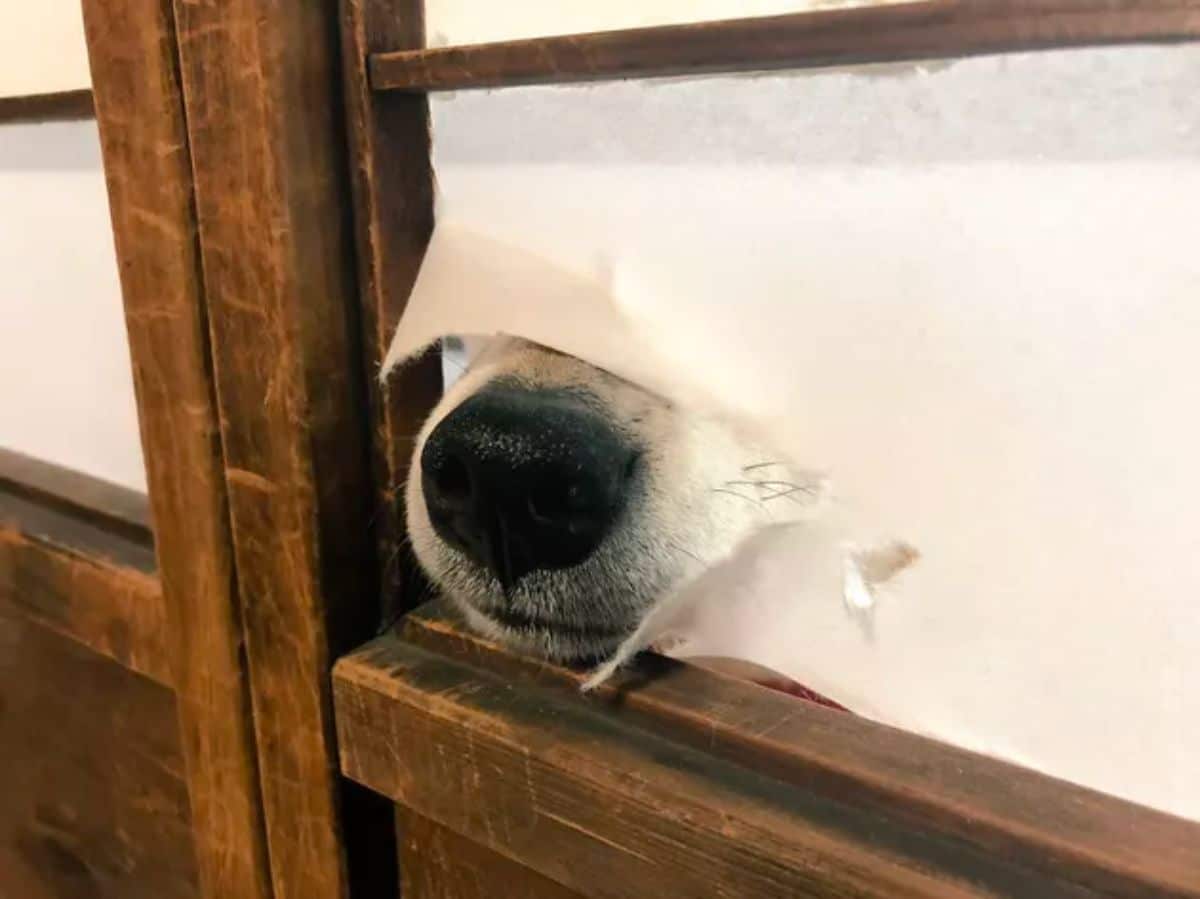 white dog snout poking through a paper door