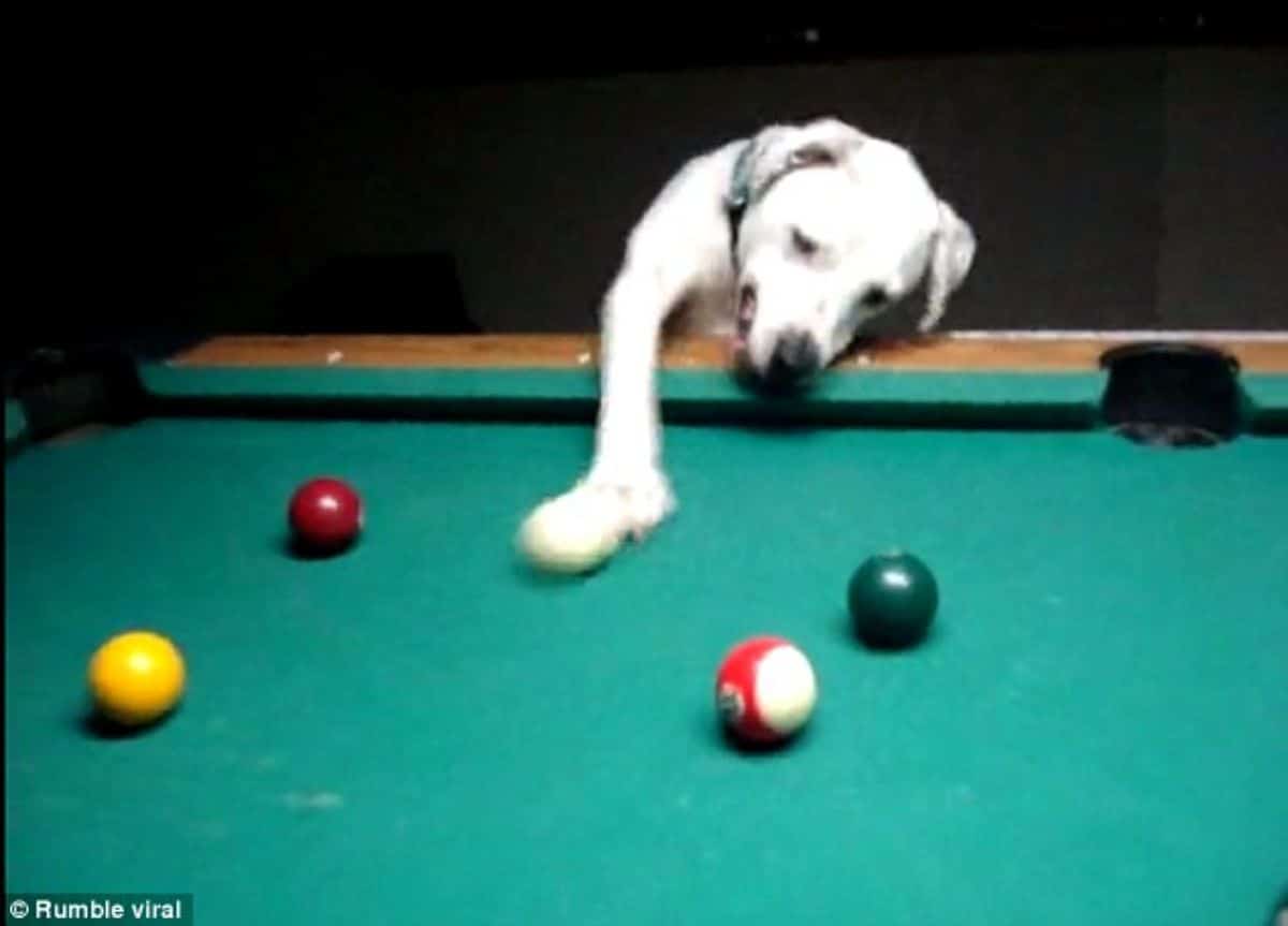 white dog standing on hind legs and swatting at a white ball on a green pool table