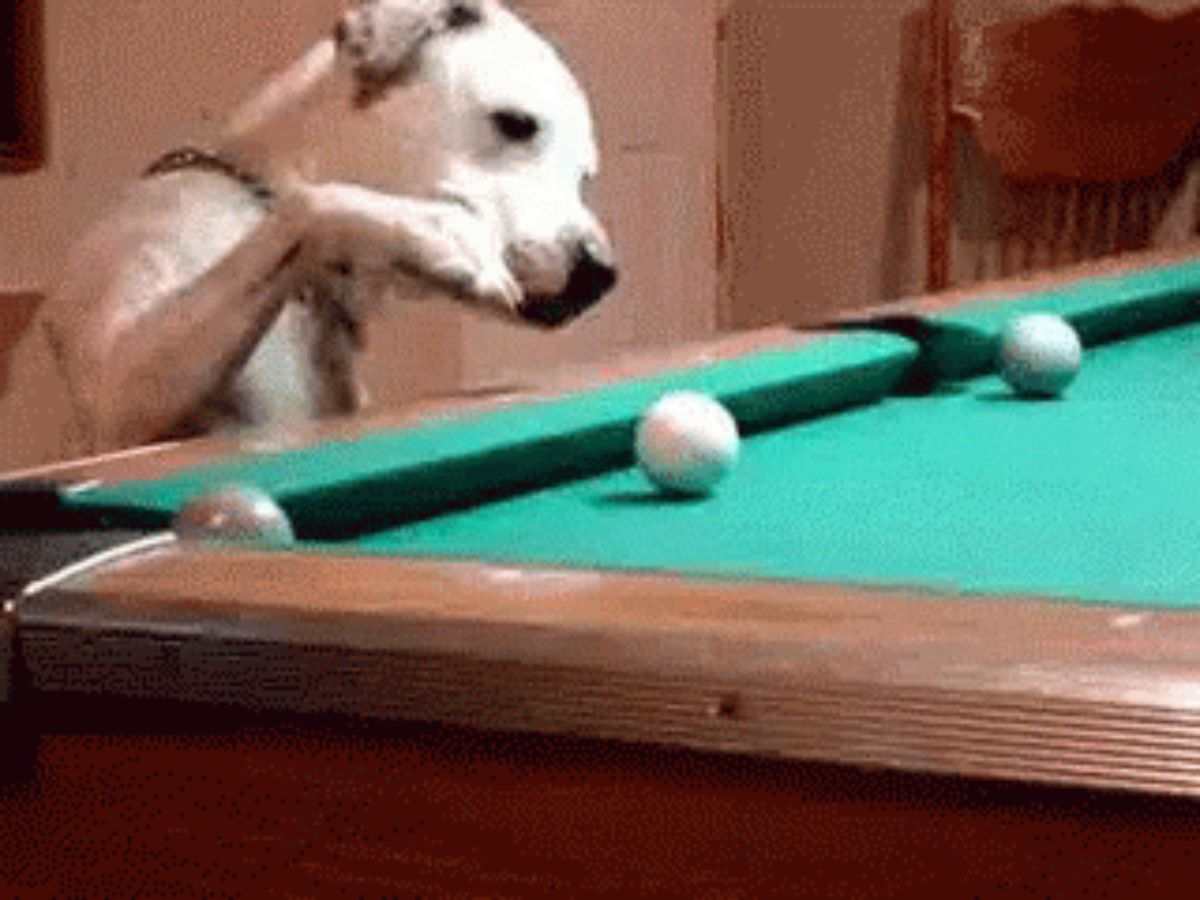 white dog standing on hind legs trying to swat at a white ball on a green pool table