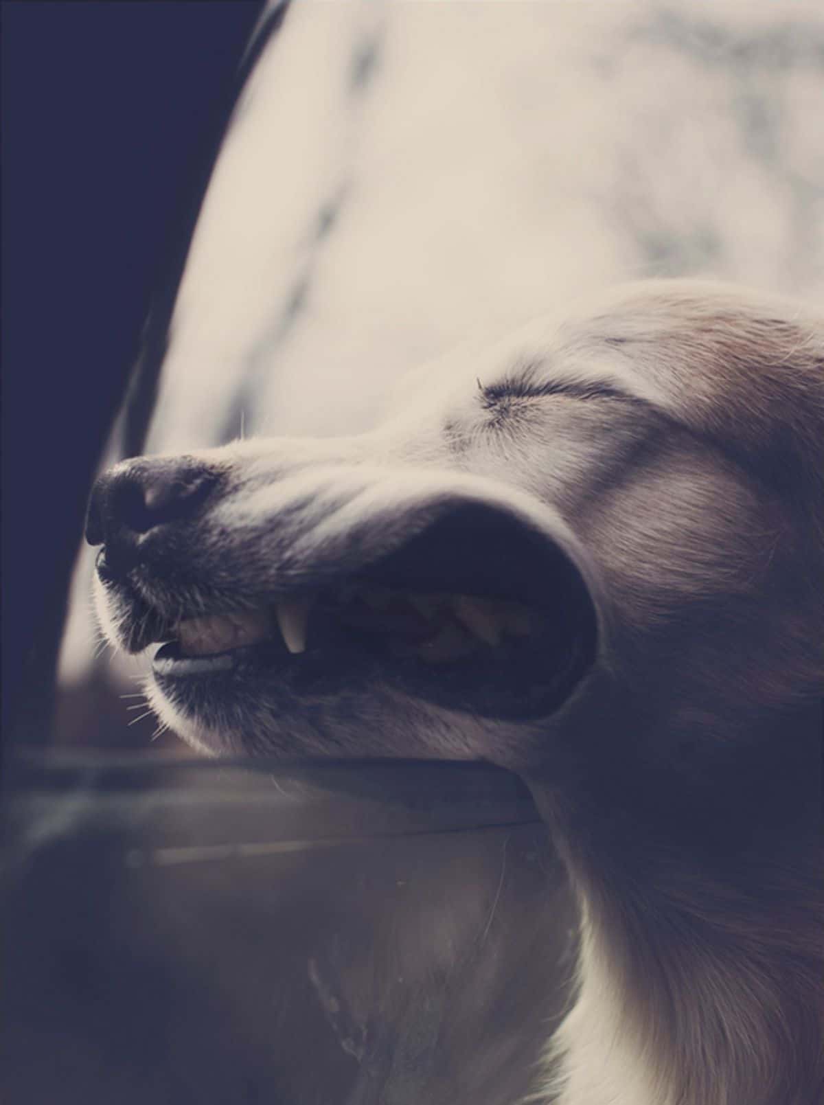 white dog sticking head out of the window and eyes closed and lips pushed back from the wind