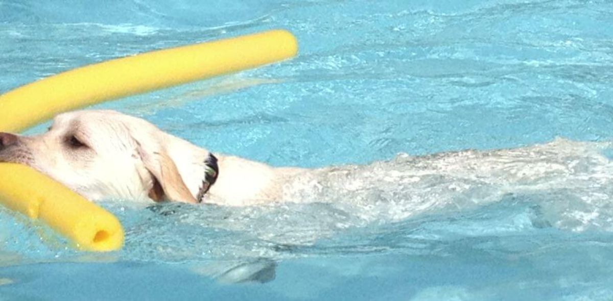 white dog swimming holding a long plastic yellow tube