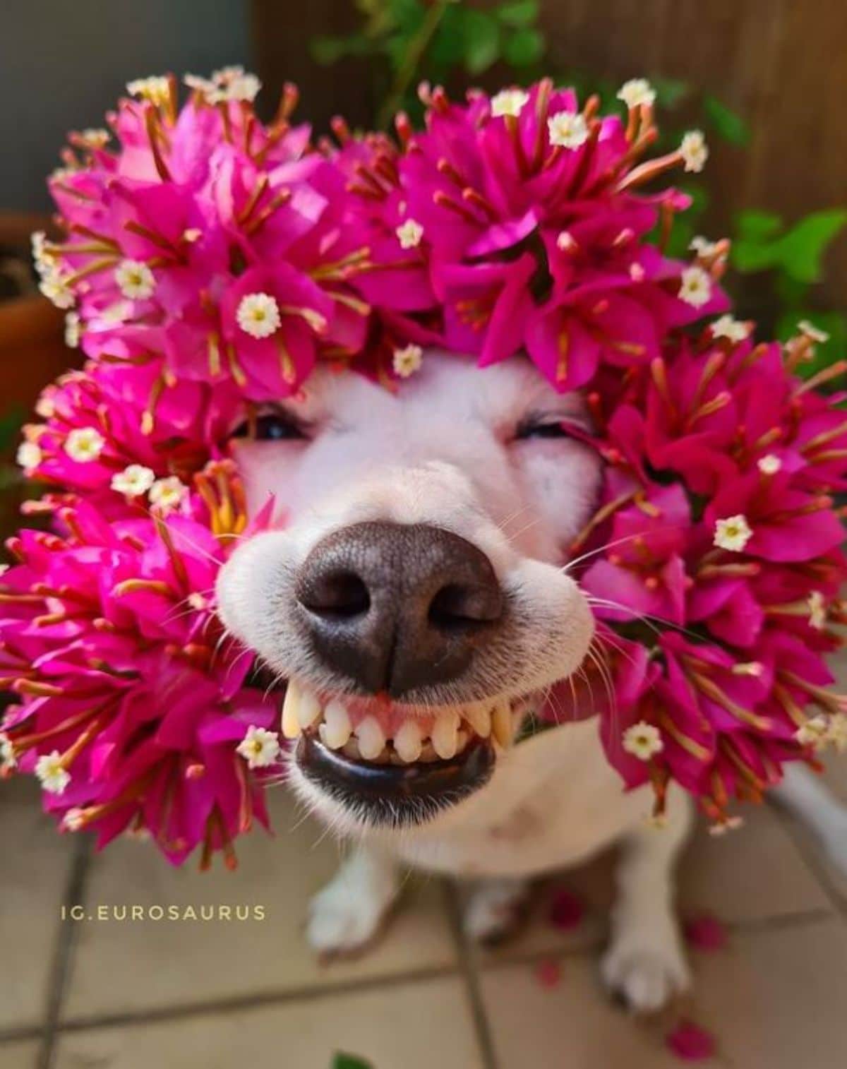white dog with a crown of pink flowers around the head