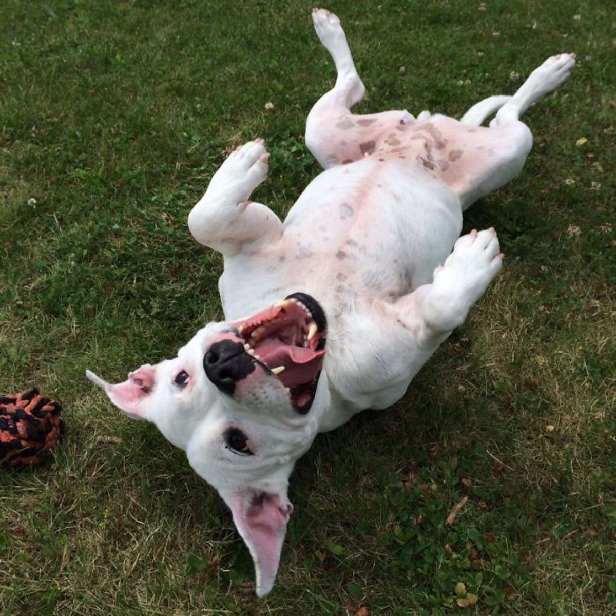 white dog with mouth open laying belly up on grass