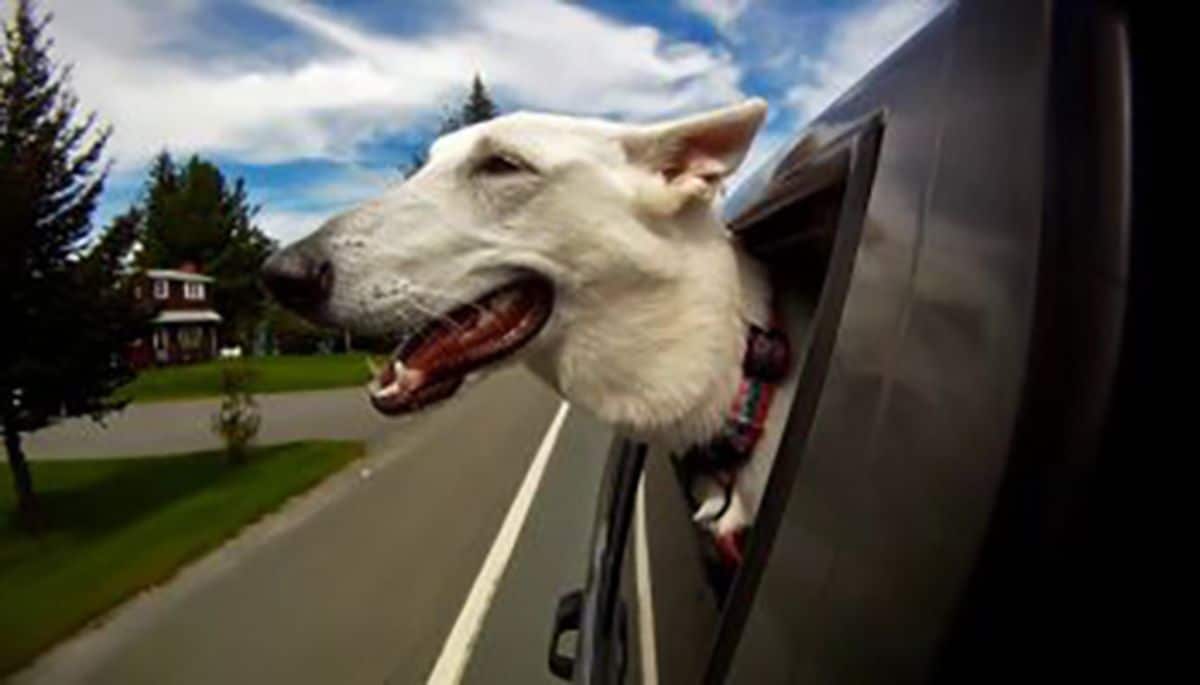 white dog with the head sticking out of a black car window