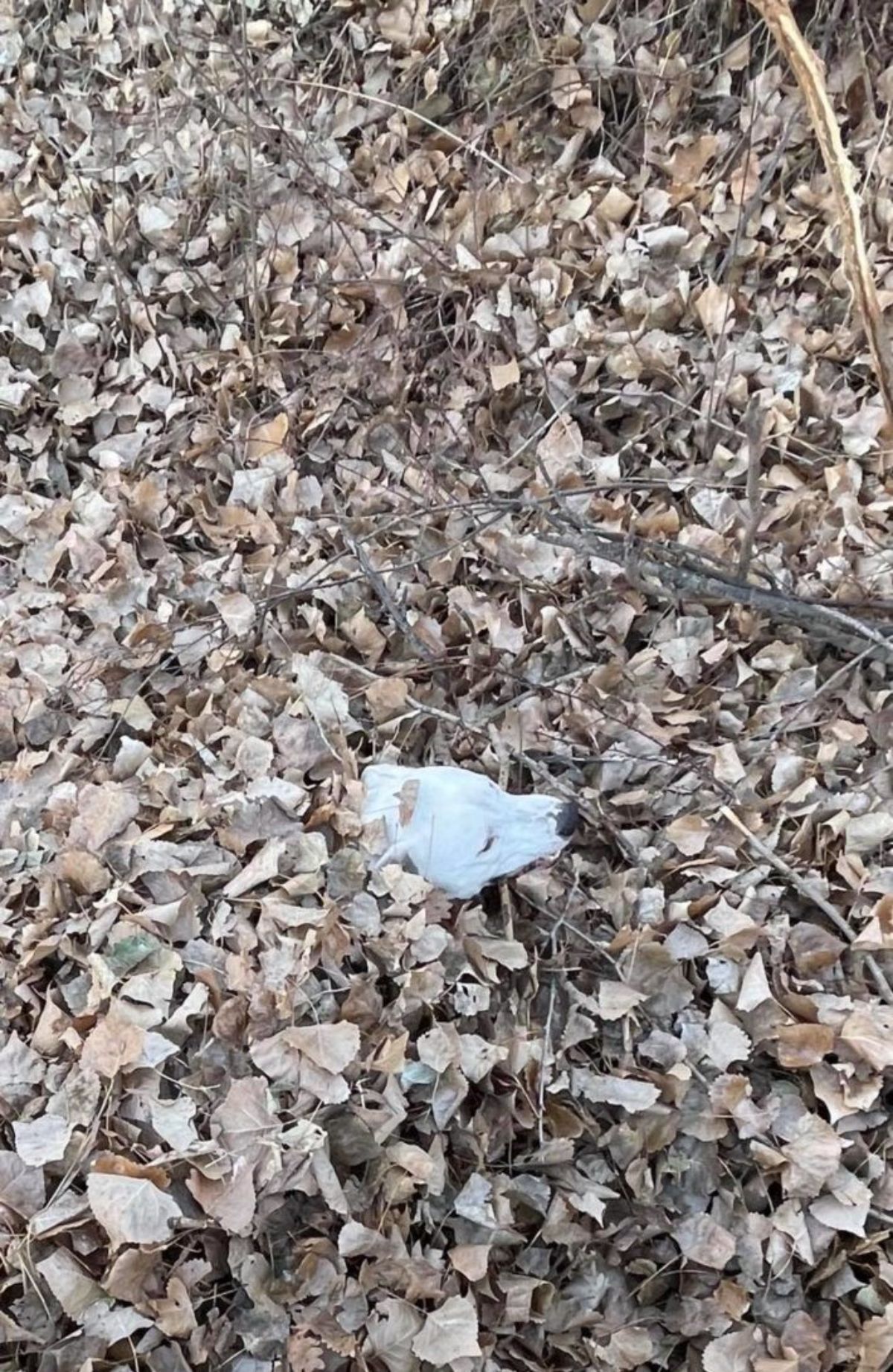 white dog's head poking through a huge pile of dead brown leaves