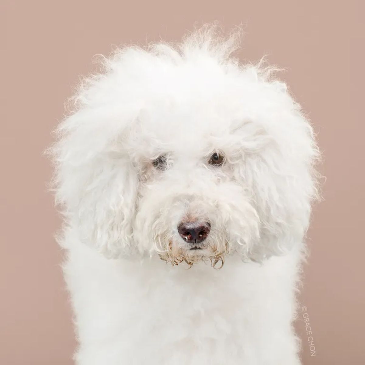 white fluffy standard poodle