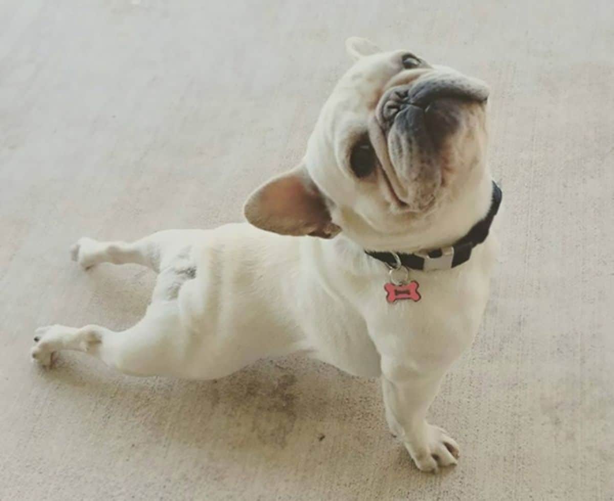 white french bulldog doing a cobra yoga pose and looking up