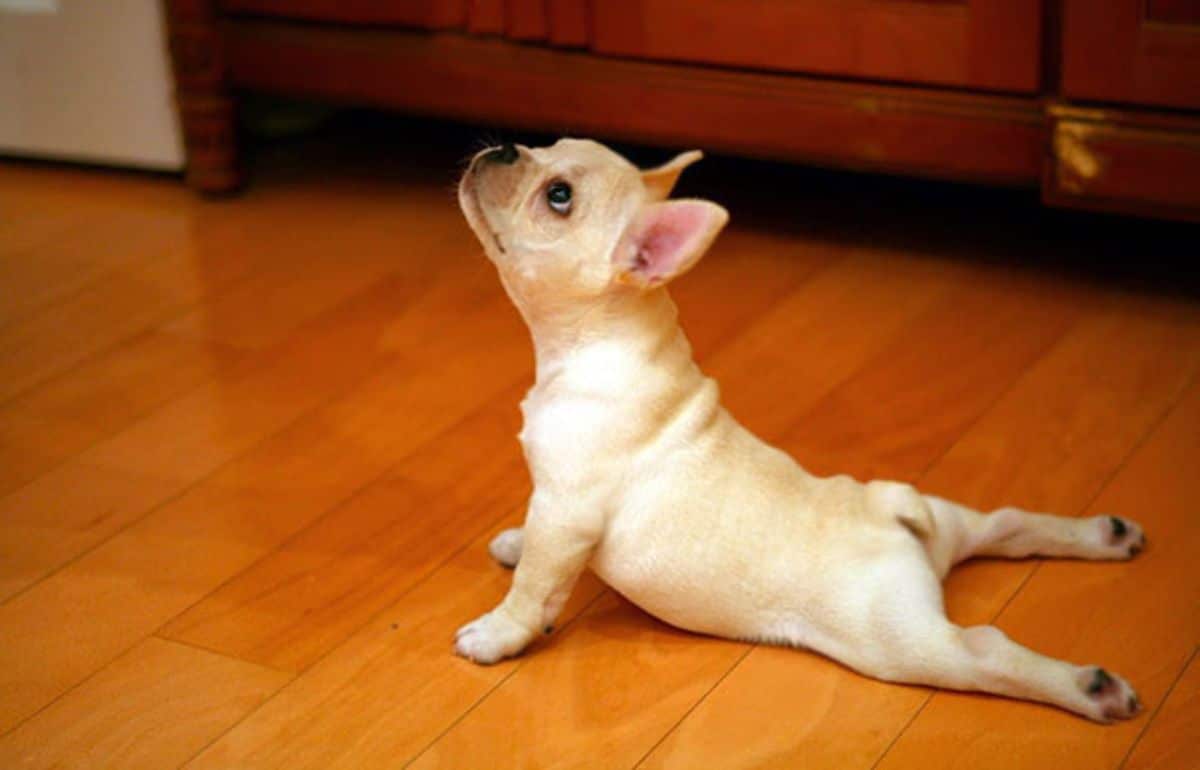 white french bulldog doing a cobra yoga pose