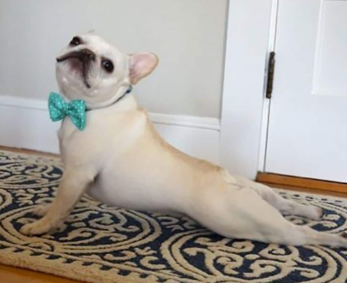 white french bulldog in a green and white polka dot bowtie doing a cobra yoga pose
