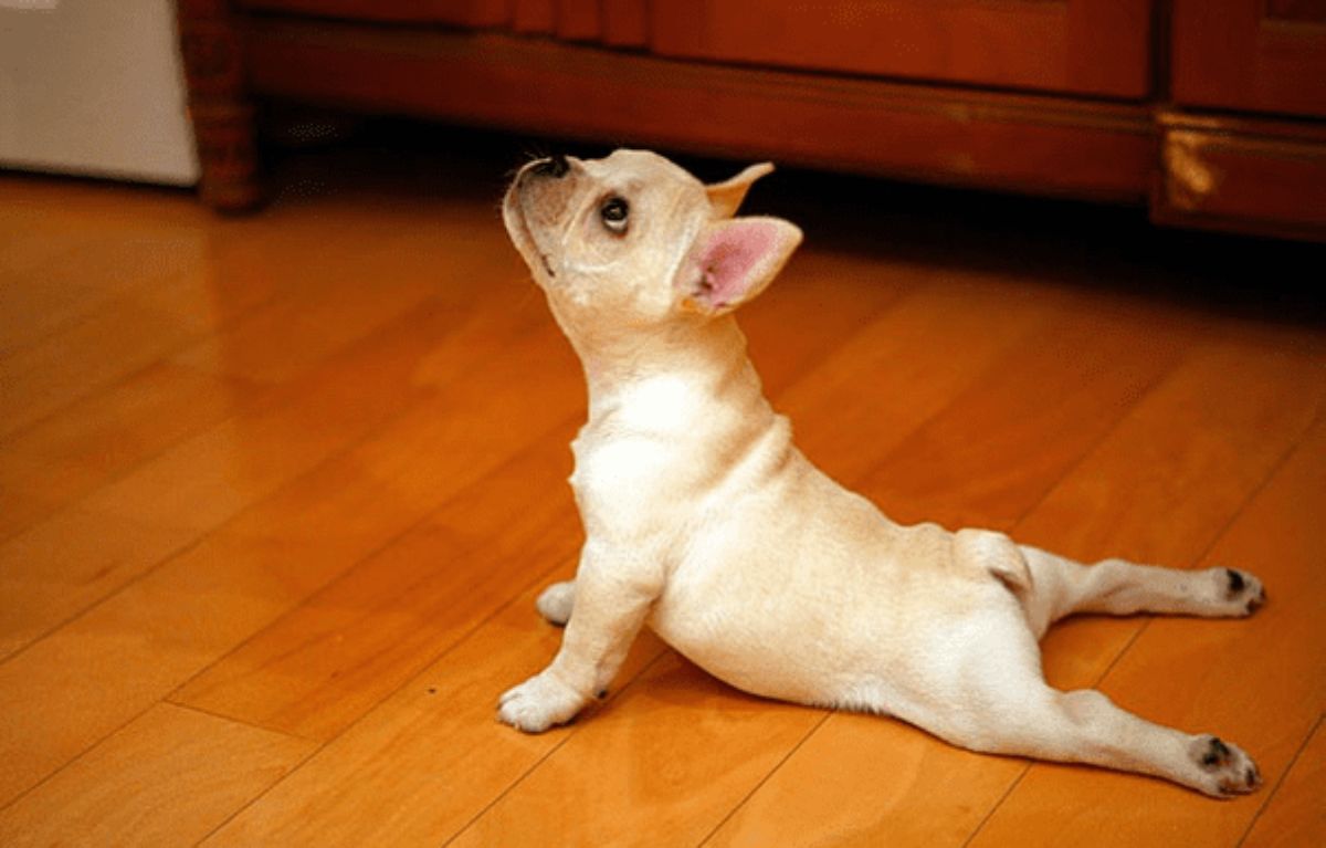white french bulldog laying belly down on the floor with the front legs holding the body away from the floor