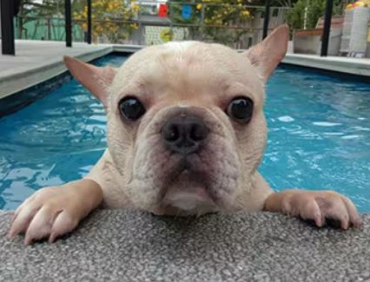 white french bulldog puppy peeking over the edge of a swimming pool