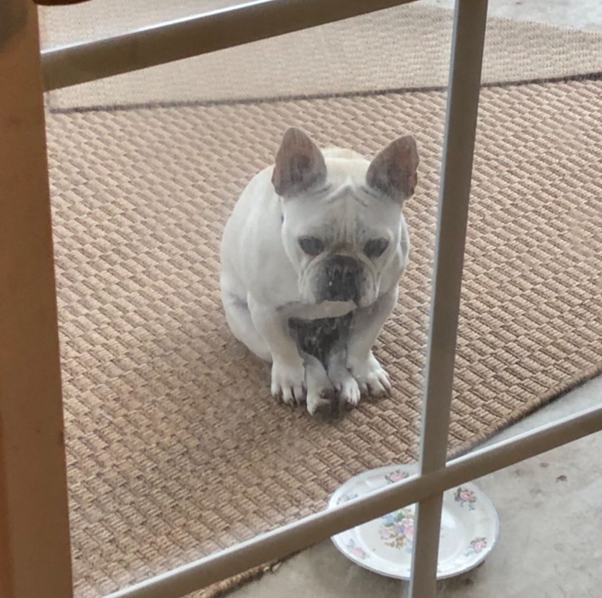 white french bulldog sitting on its haunches with the back legs squished between the front legs