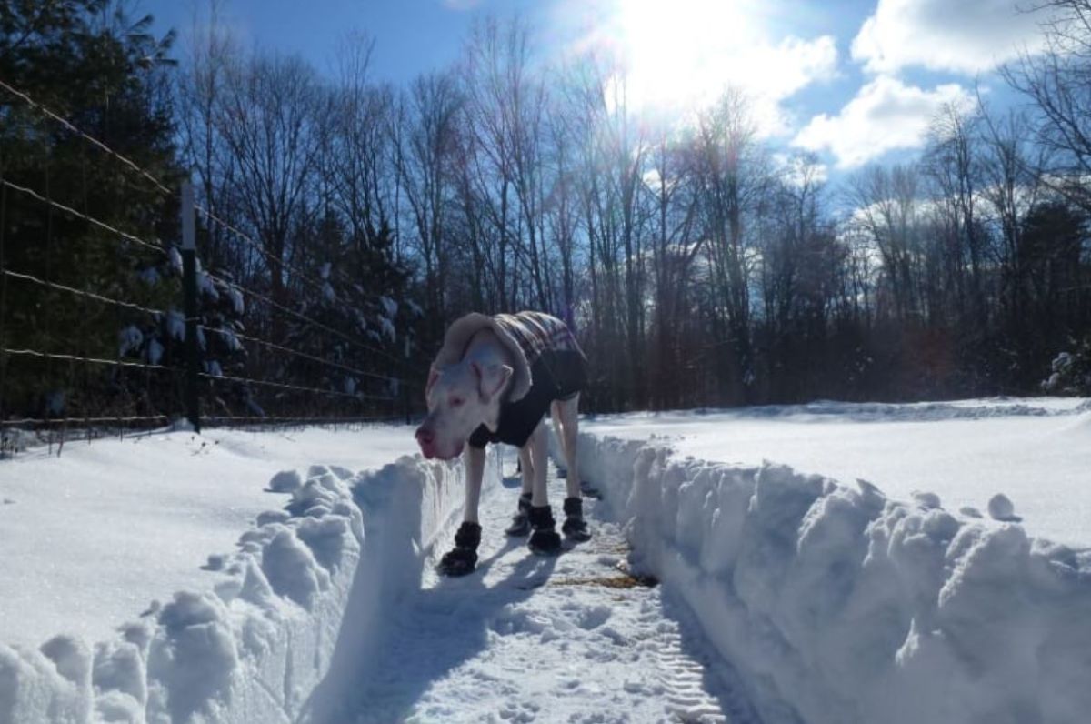 white great dane in plaid jacket and black boots standing in snow