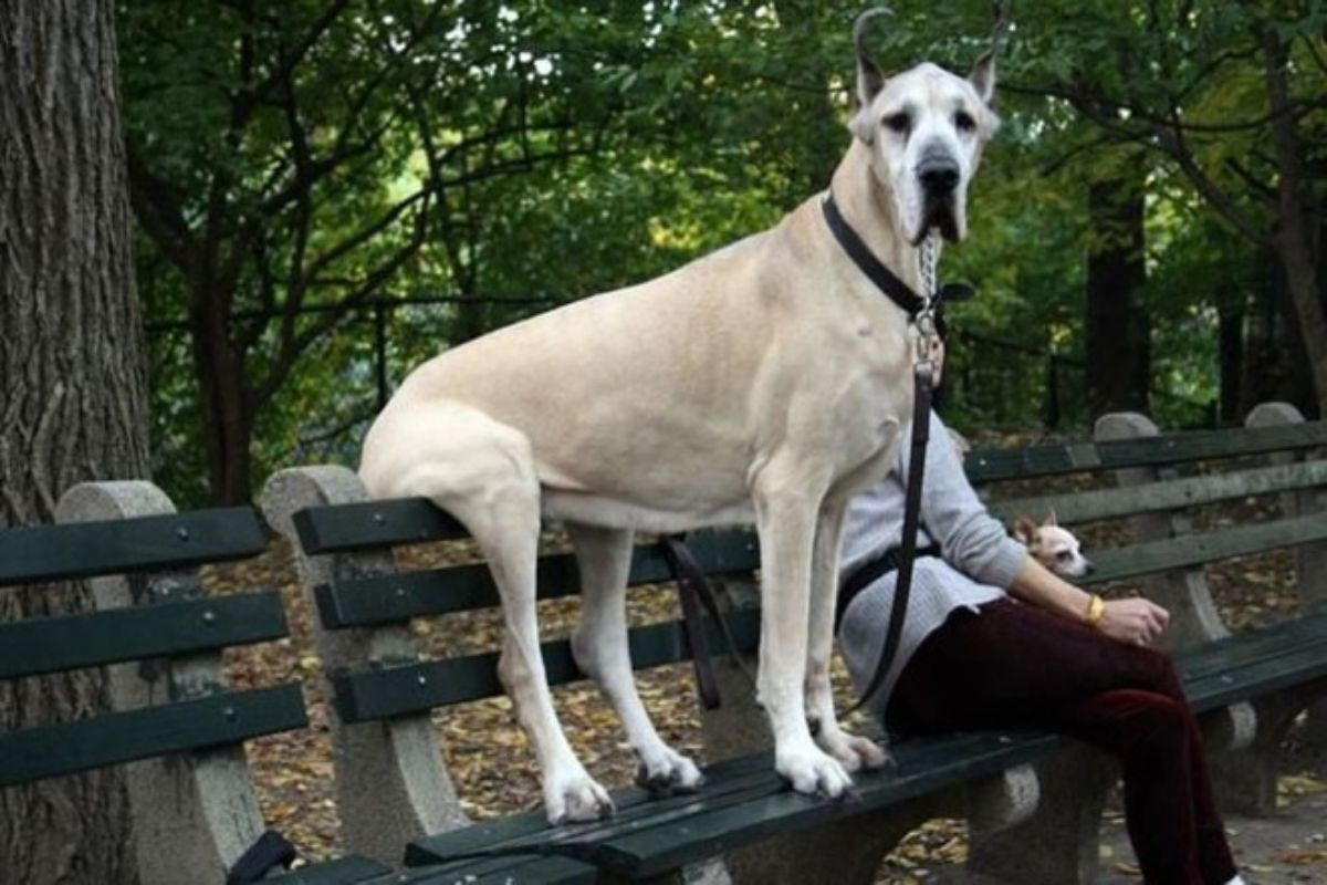 white great dane on a leash sitting on the top of a park bench and the legs placed on the seat of it