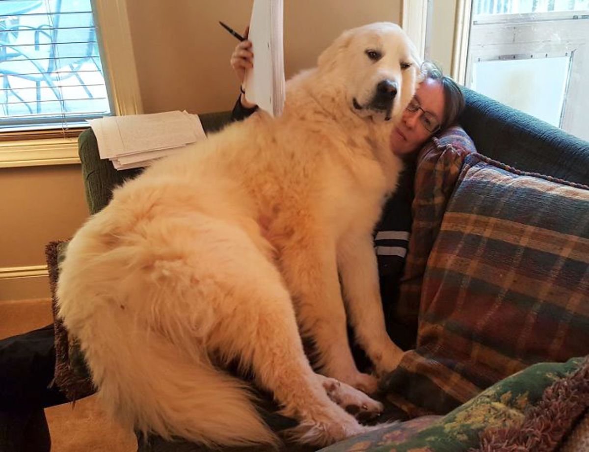 white great pyrenees laying on a woman's lap and nestling against her
