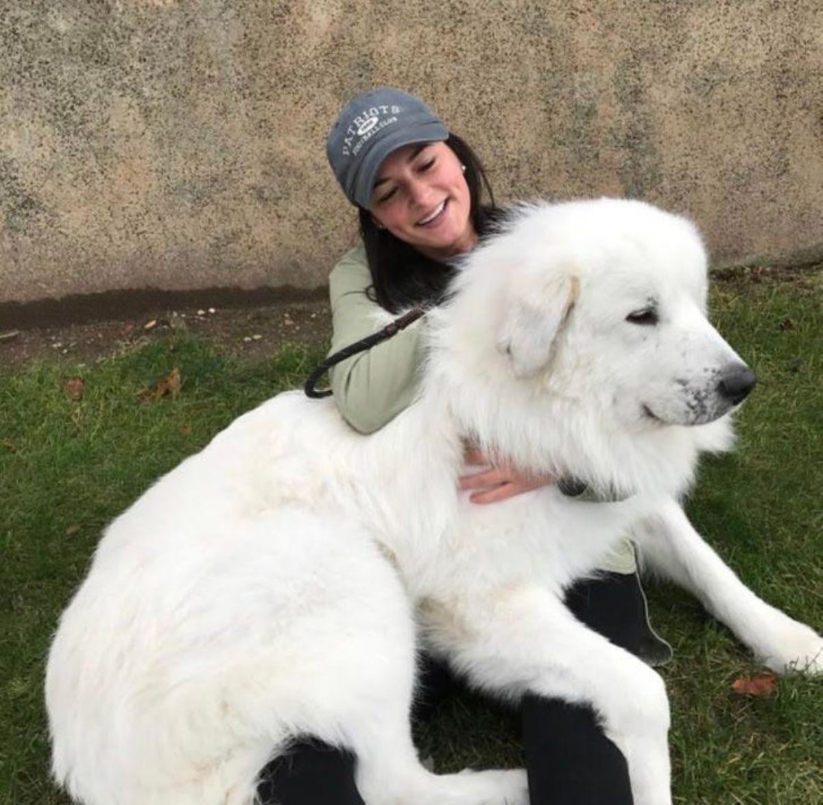 white great pyrenees laying on a woman's lap