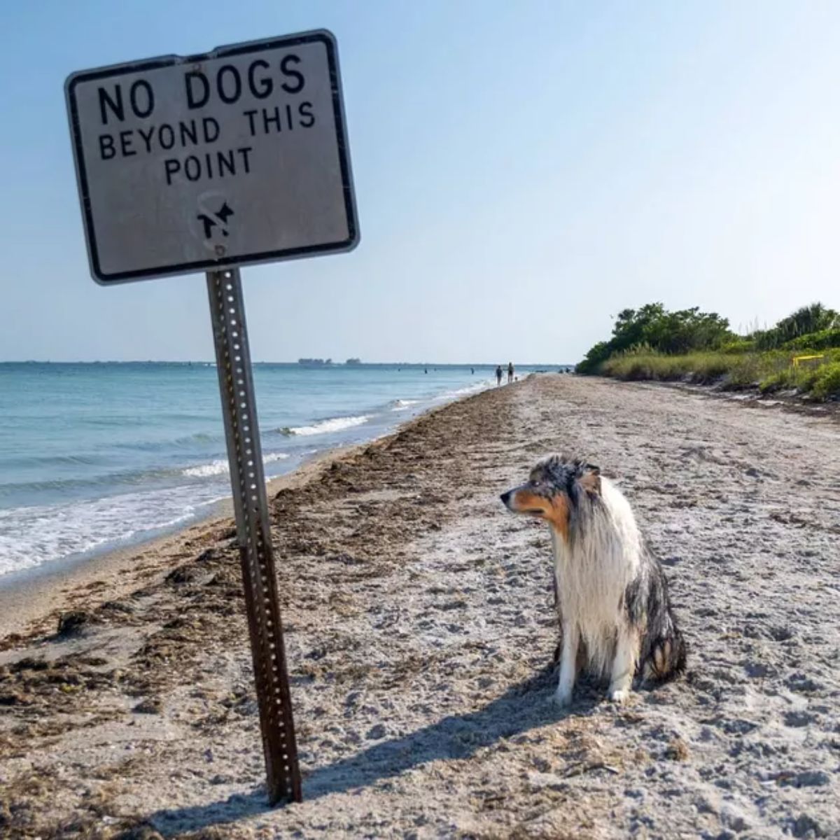 white grey and brown australian shepherd sitting on a beach beside a sign saying NO DOGS BEYOND THIS POINT
