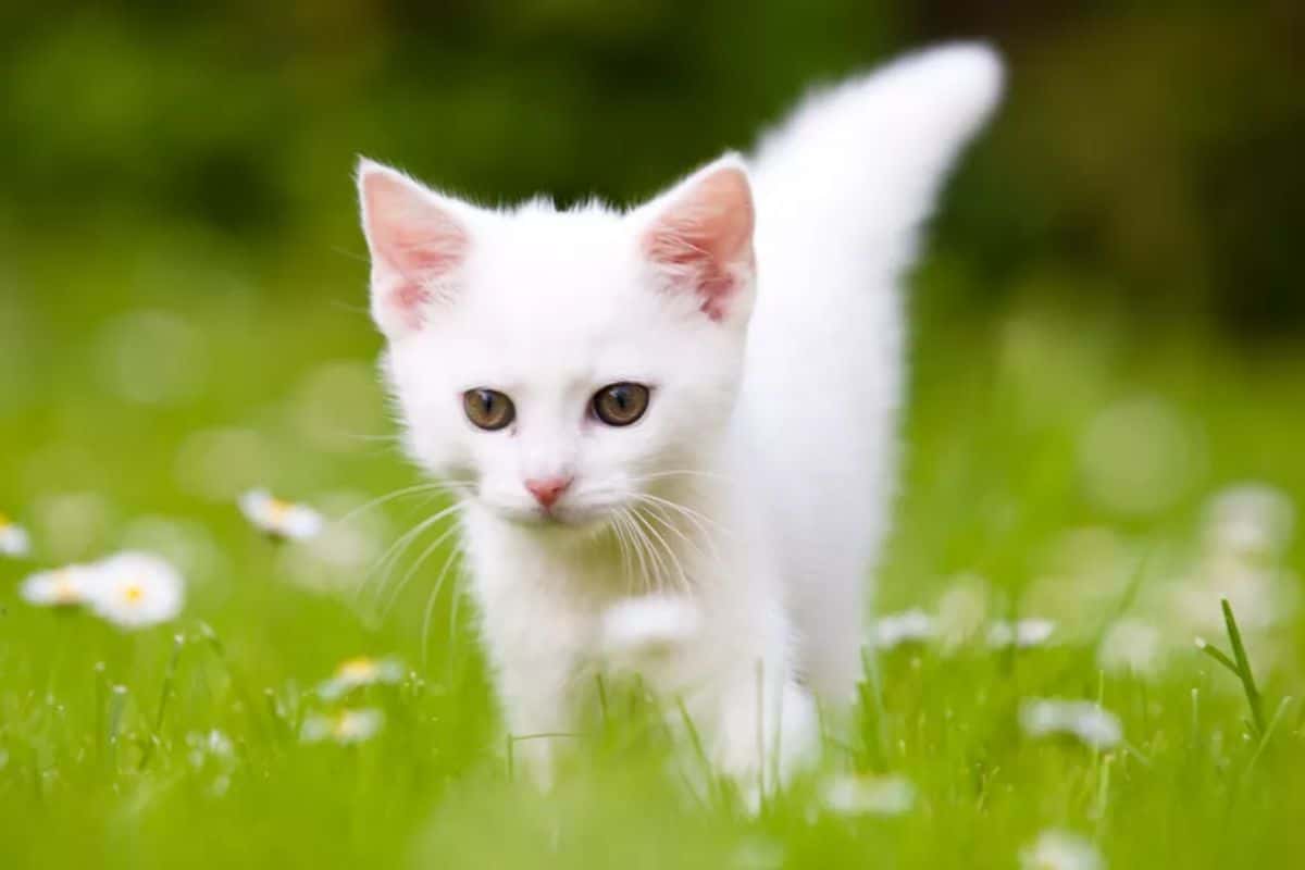 white kitten standing on grass amid wild flowers