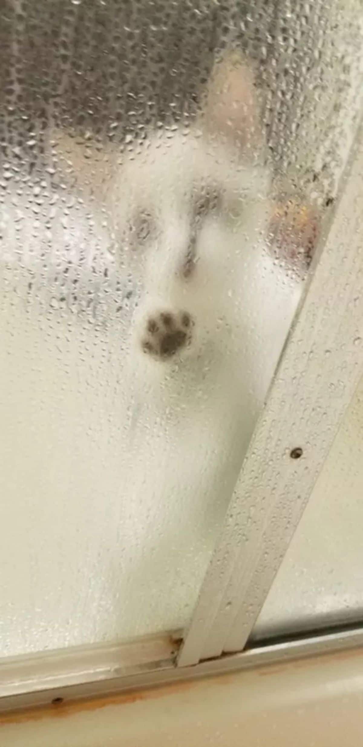 white kitten standing on hind legs with front paws on a shower glass