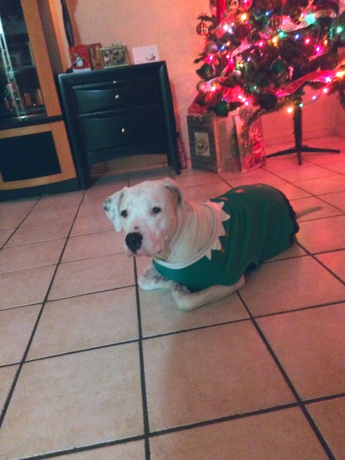 white pitbull in a green and white shirt sitting like a cat with the legs tucked in