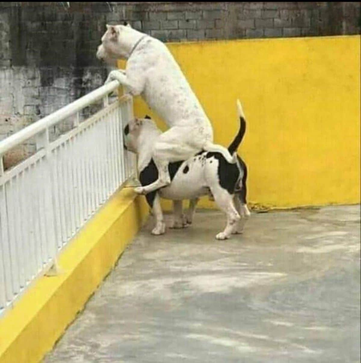 white pitbull sitting atop a black and white pitbull with both of them looking on the other side of a white fence