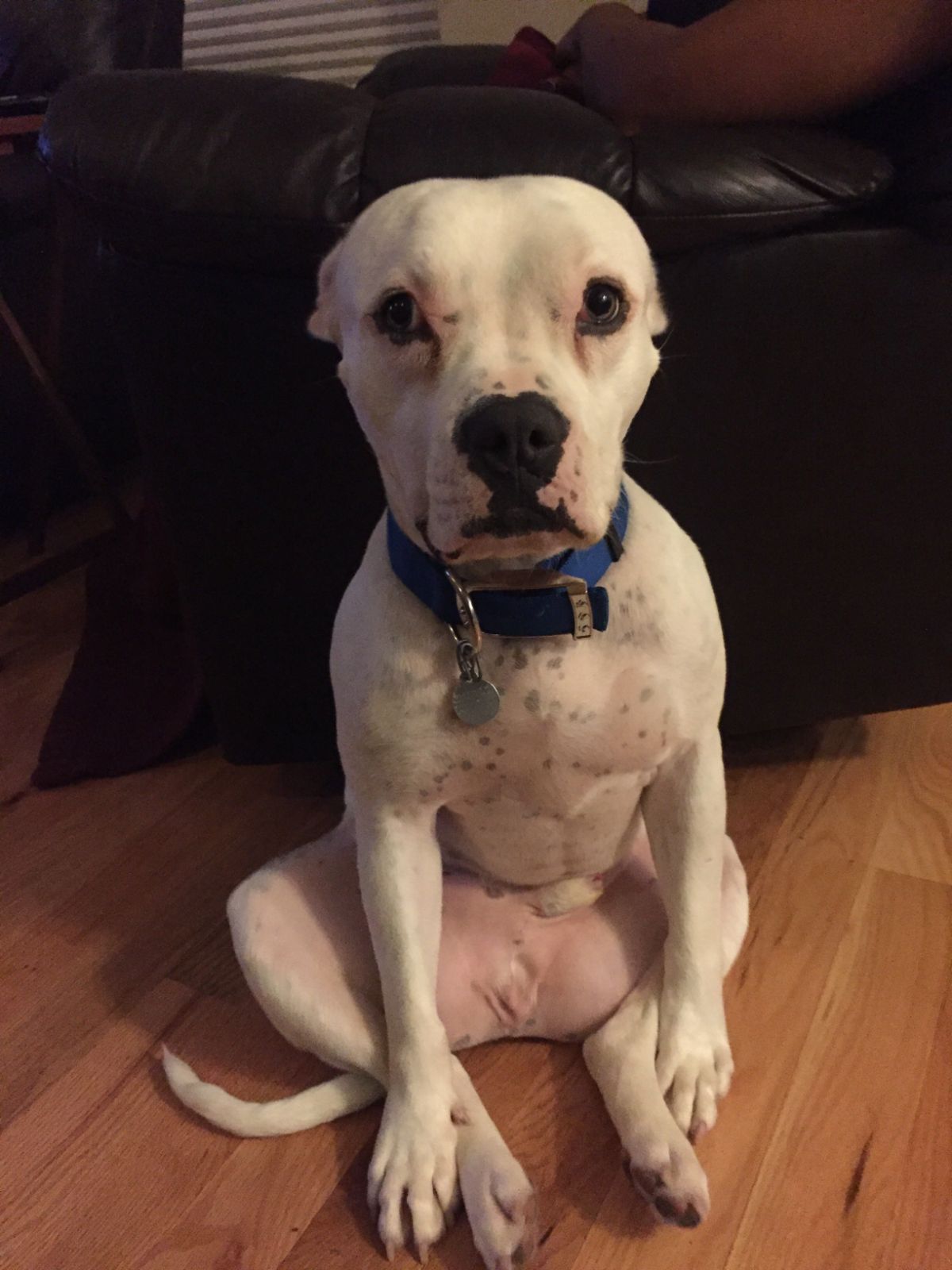 white pitbull sitting up on its haunches with the back legs between the front legs