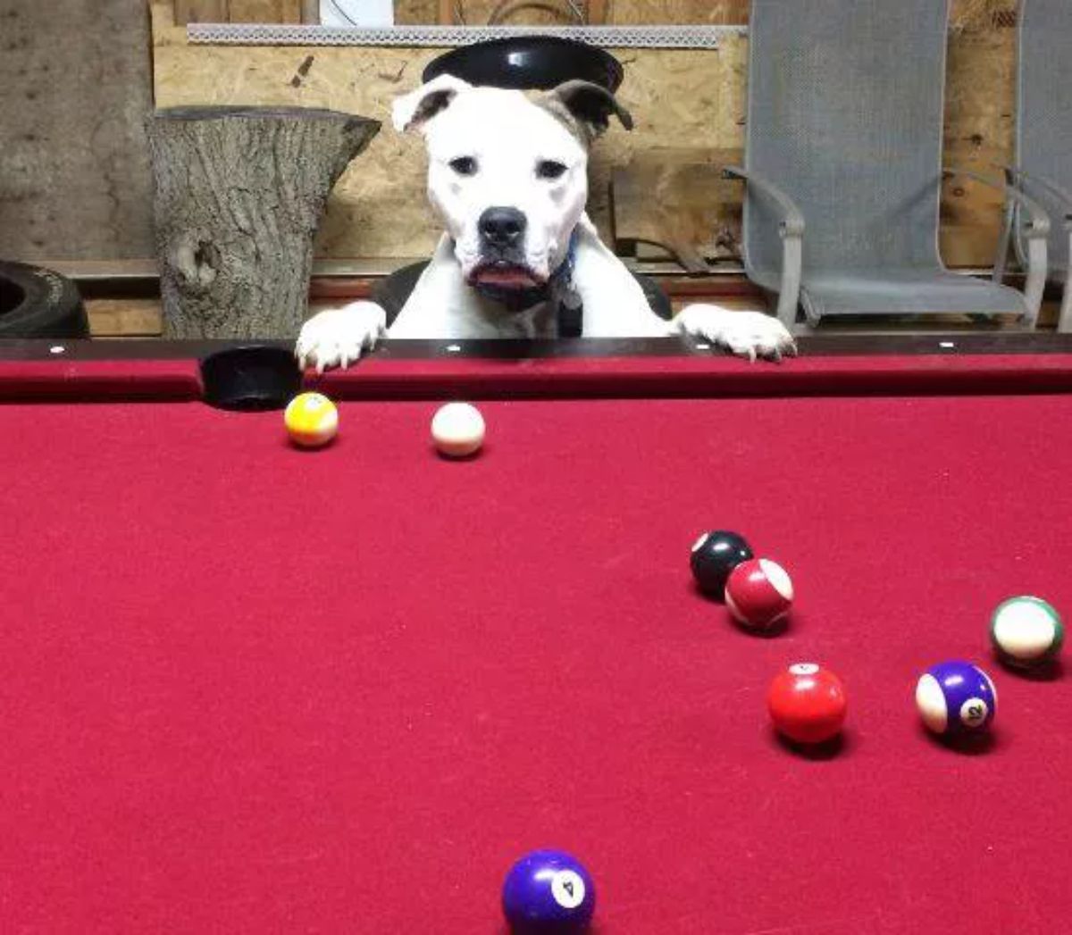 white pitbull standing on hind legs with the front paws on a red pool table