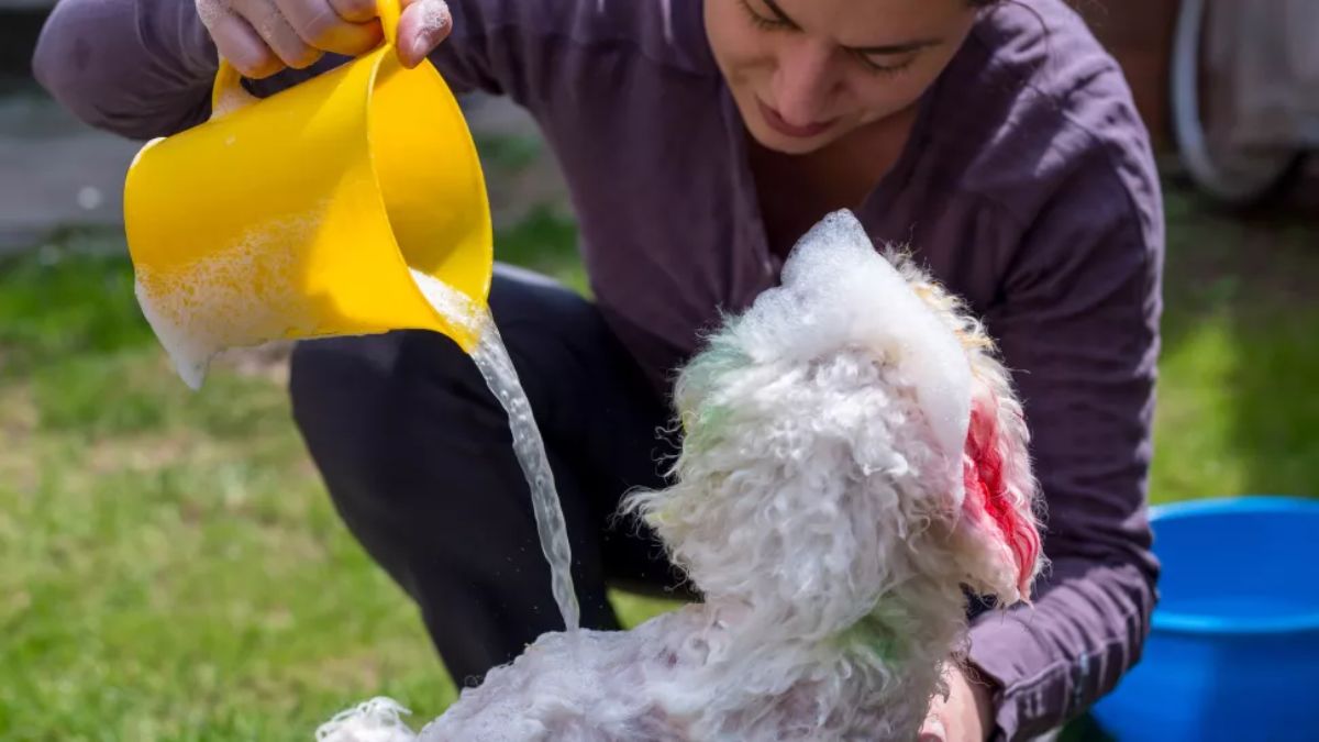 white poodle with coloured dye on the fur getting water poured on it by someone