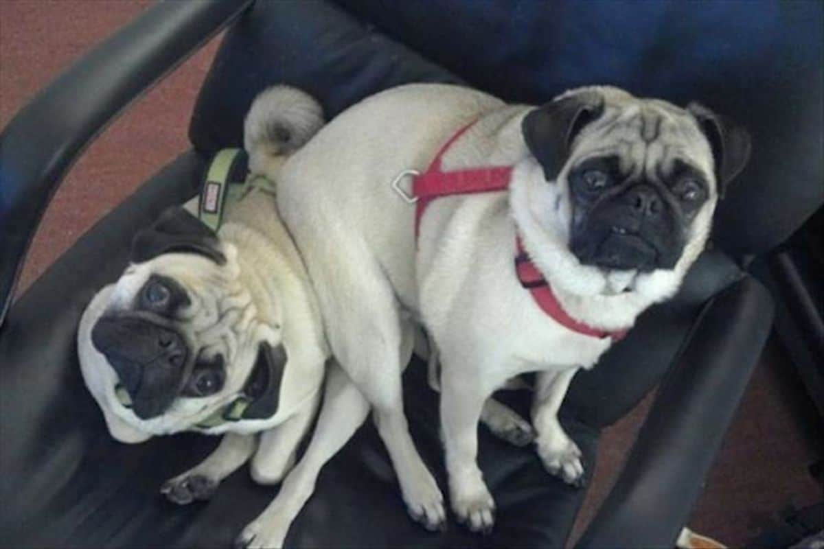 white pug sitting on another white pug