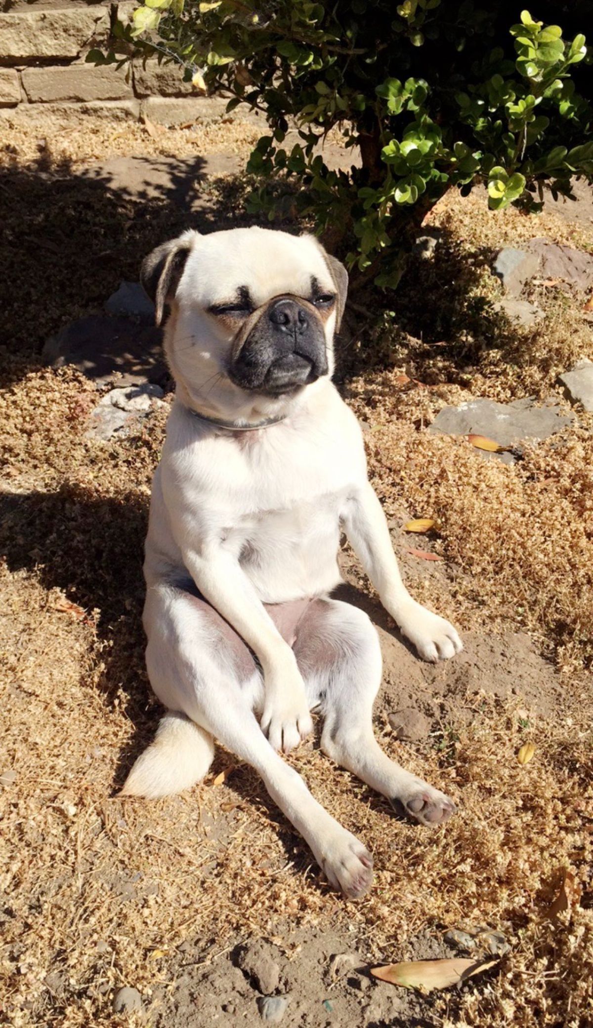 white pug sitting up on its haunches with one front paw between the back legs on the ground