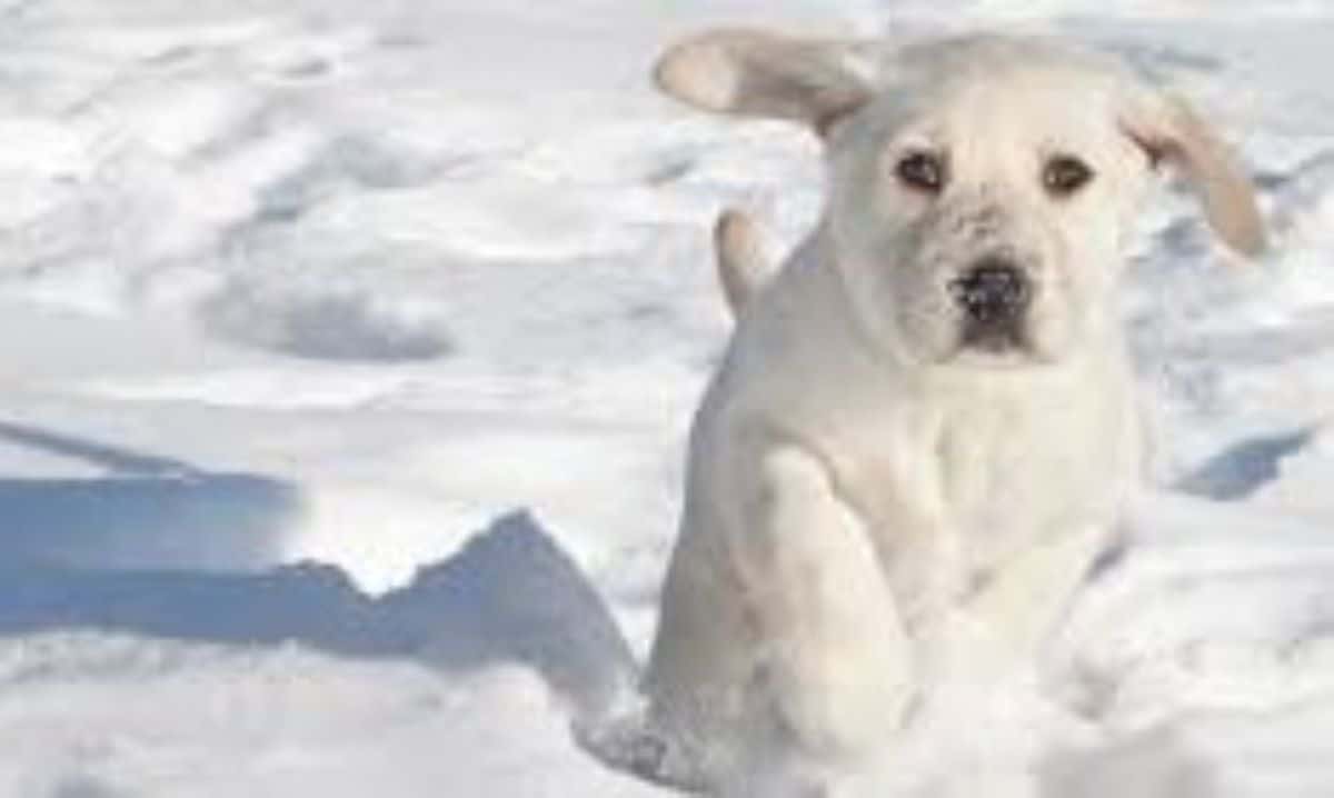 white puppy running in snow