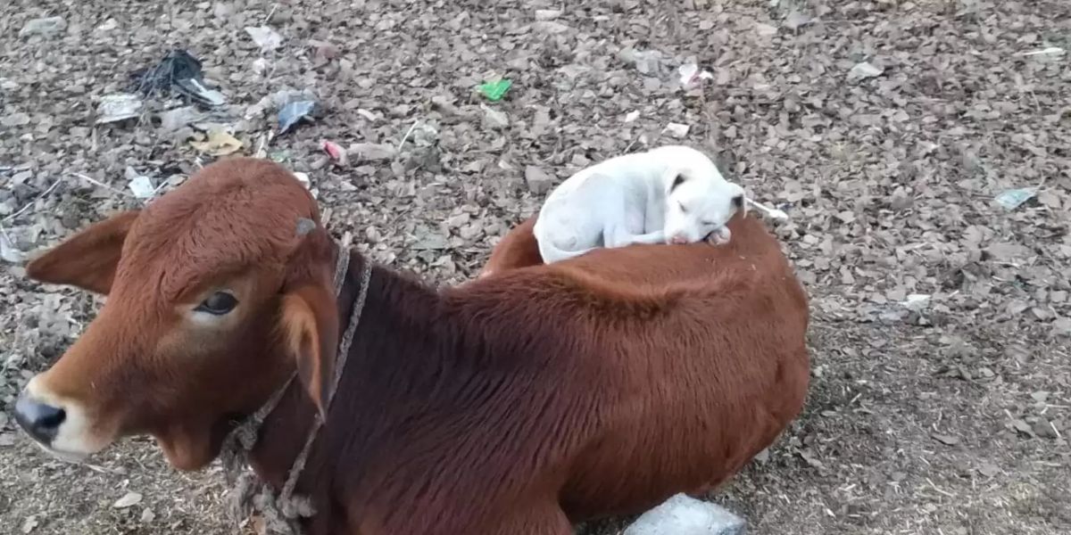 white puppy sleeping on a brown cow