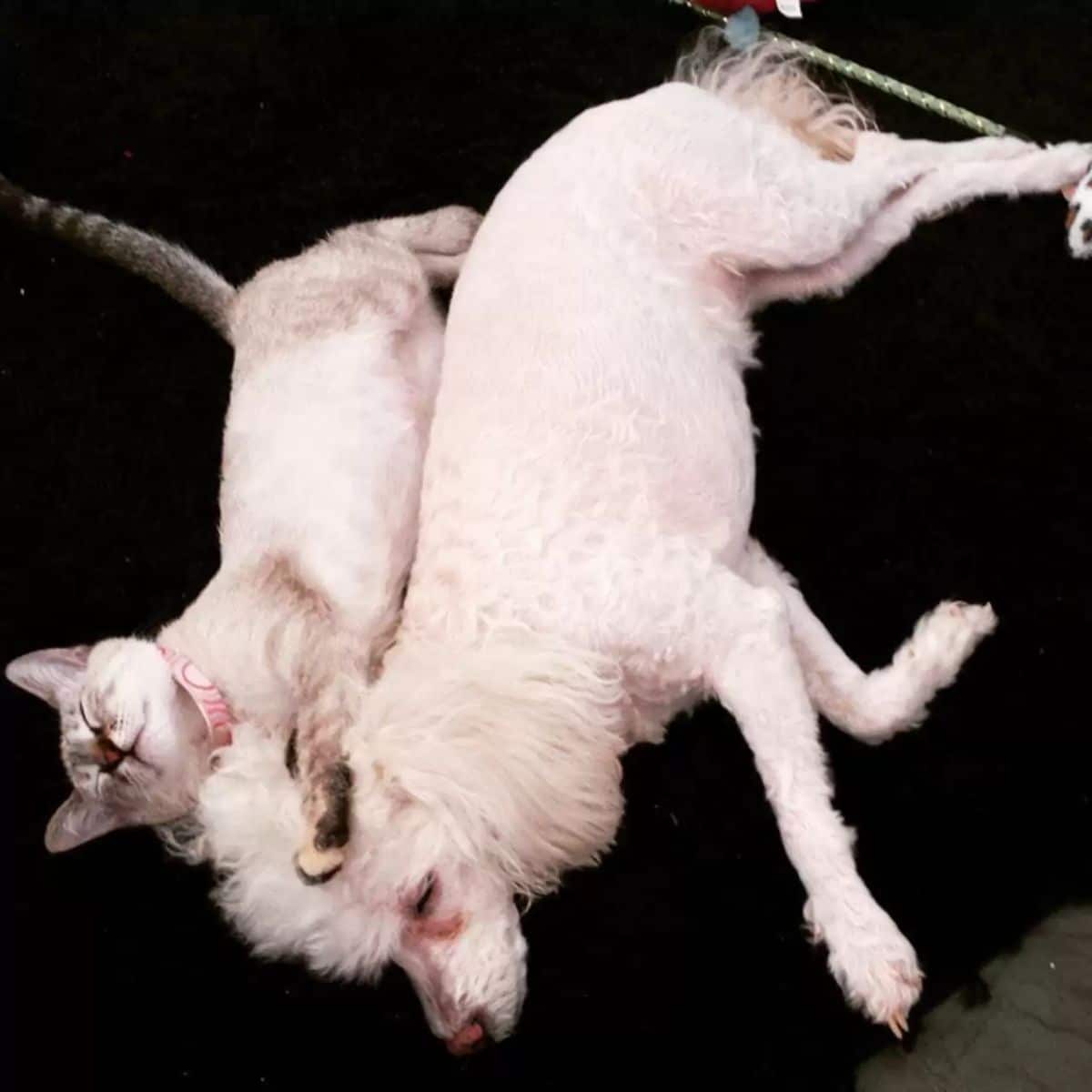 white siamese cat and small white fluffy dog laying on a black sofa together