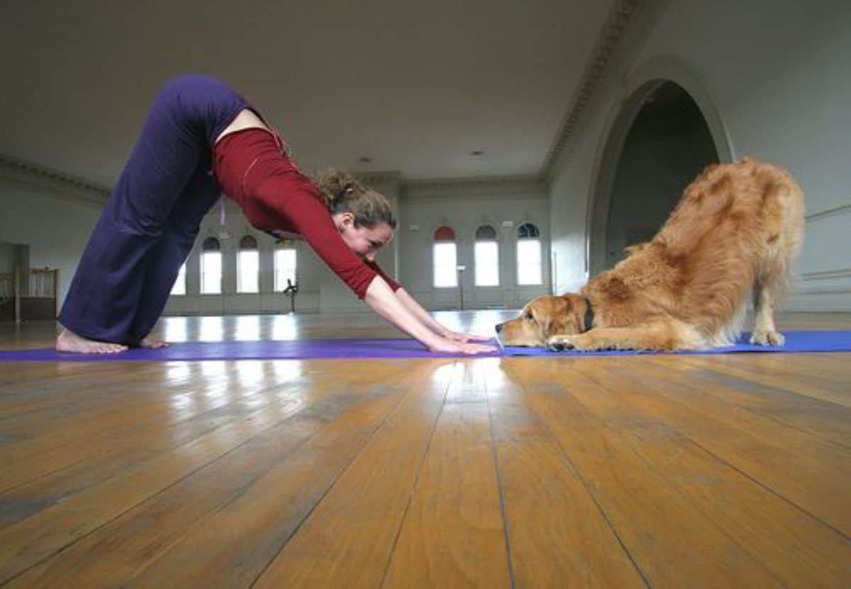 woman and fluffy brown dog on 2 yoga mats facing each other doing a downward dog yoga pose