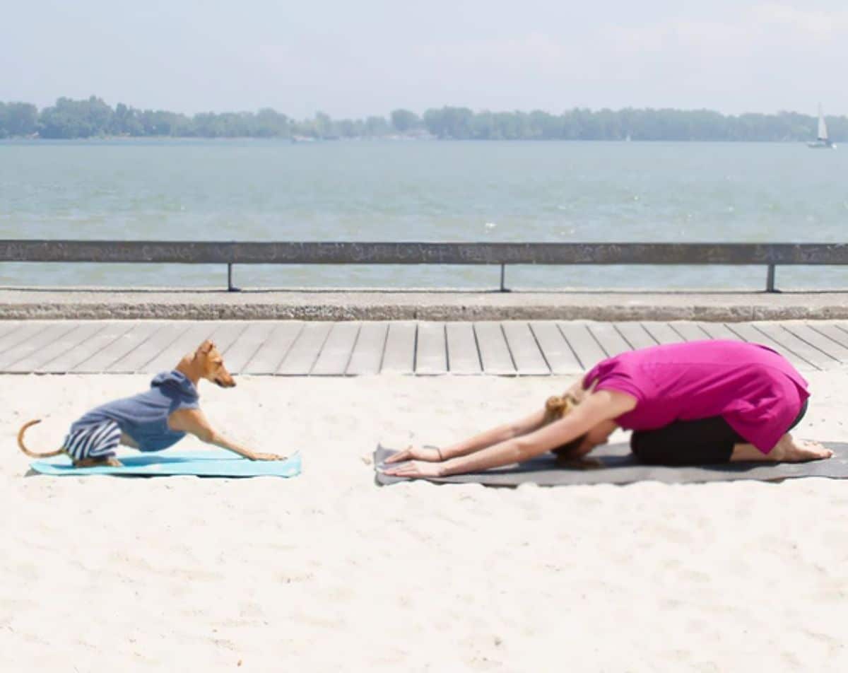 woman doing a child's pose in yoga on a grey mat on sand by water with a brown dog in a blue and white outfit on a yoga mat mimics her