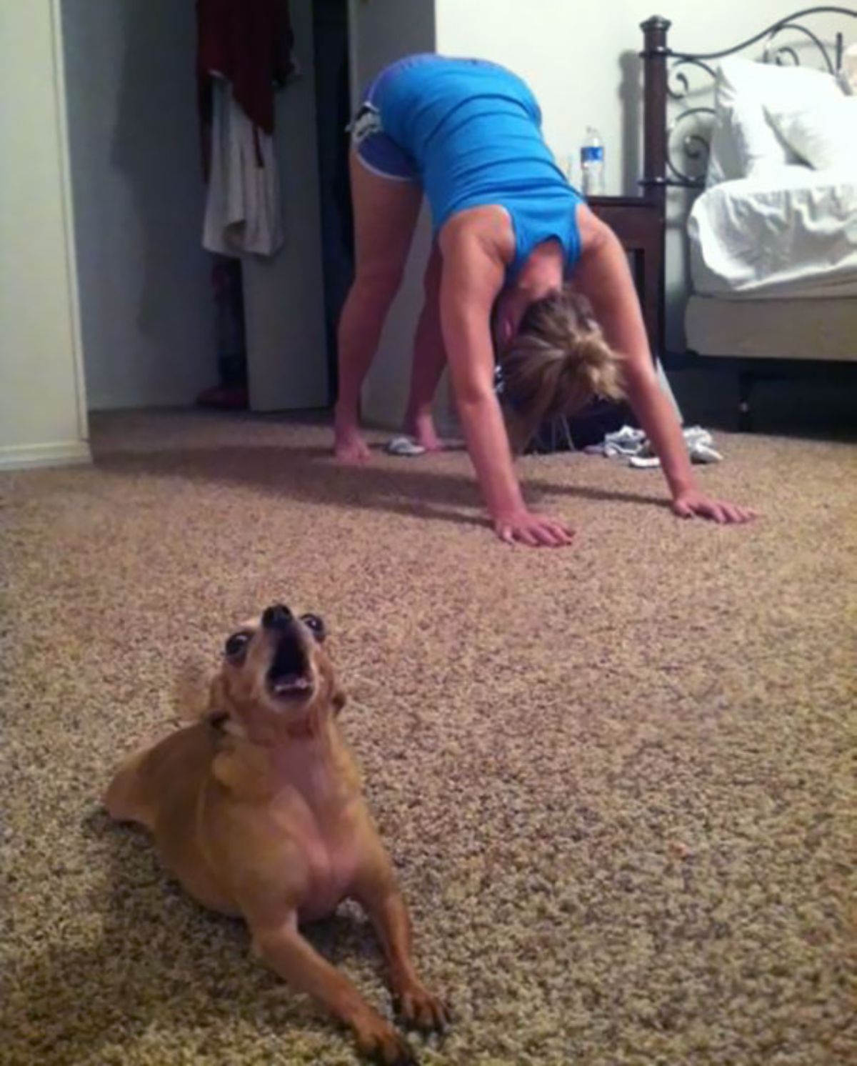 woman doing an inverted v yoga pose with a screaming brown chihuahua mimicking her
